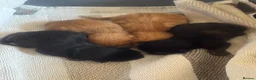 Mixed Breed cats for sale: 2 mixed breed Ginger male kittens  - Advert 4