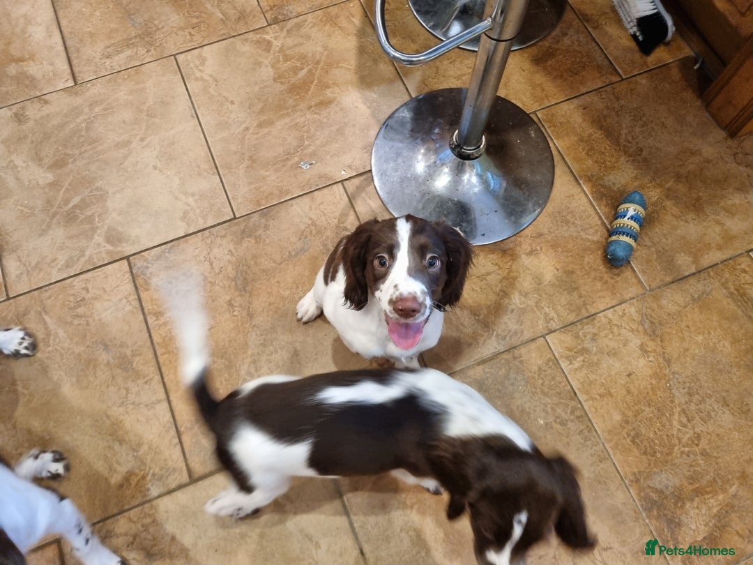 English Springer Spaniel dogs for sale: English springer spaniel puppies  - Image 33