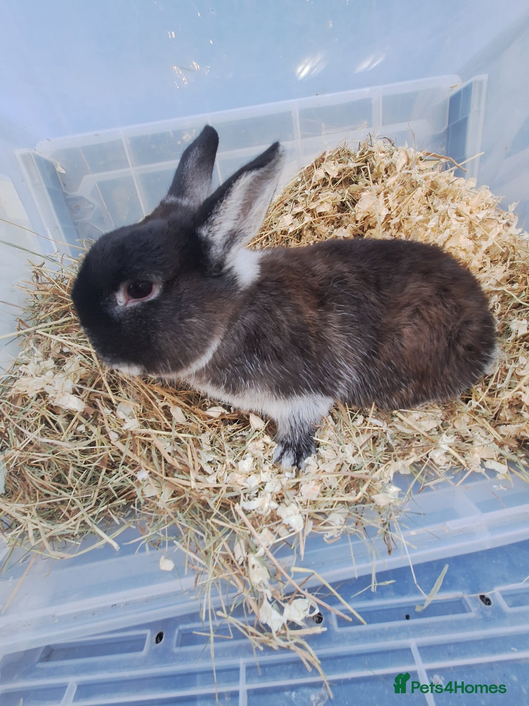 Netherland Dwarf rabbits for sale: 4 Netherland dwarf buck rabbits for sale £40 each  - Advert 10