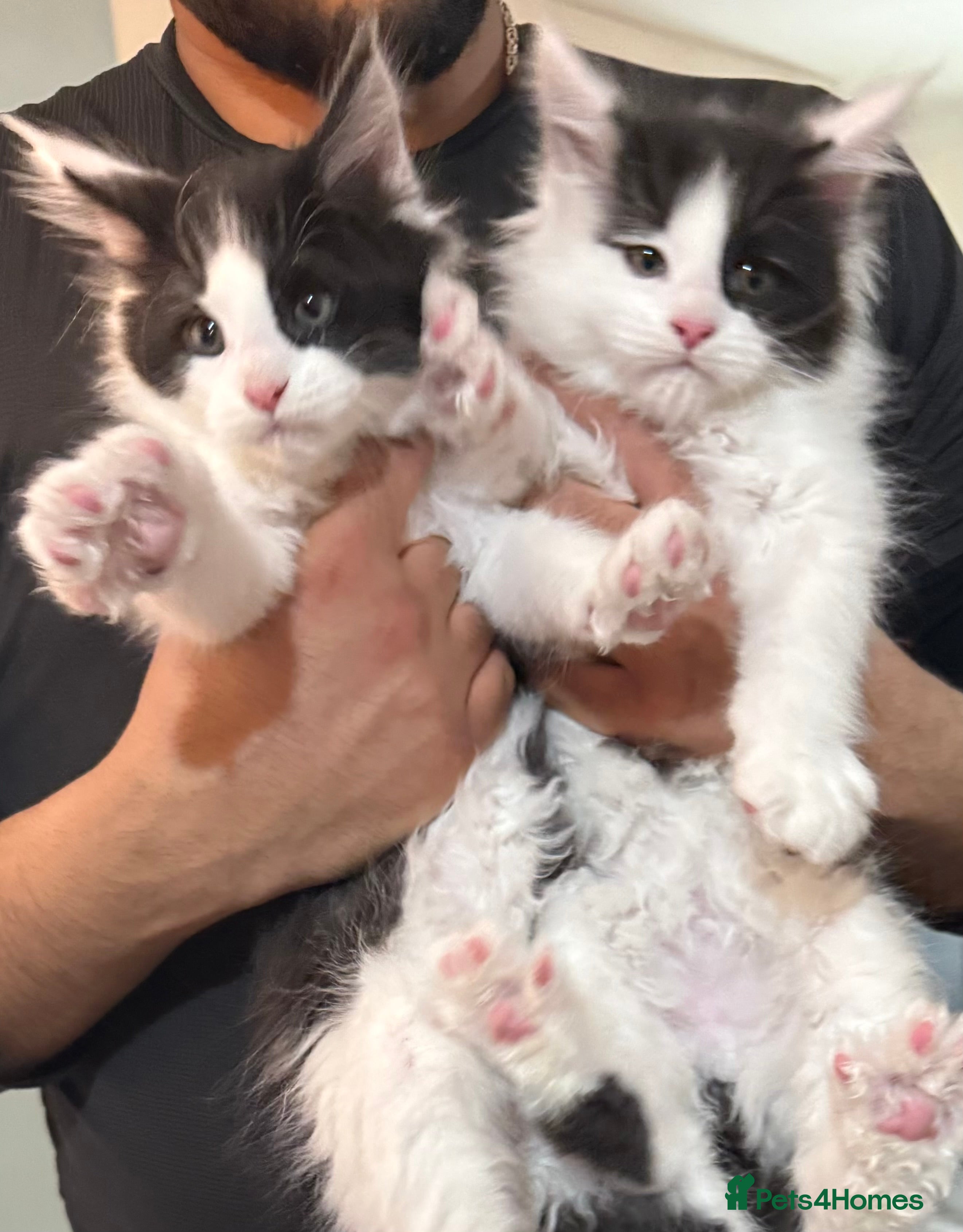 Maine Coon cats 2x Male Tuxedo Maine Coons Ready to Reseverve - Advert 15
