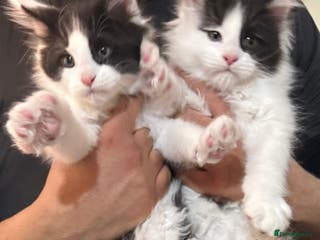 Maine Coon cats 2x Male Tuxedo Maine Coons Ready to Reseverve - Advert 15