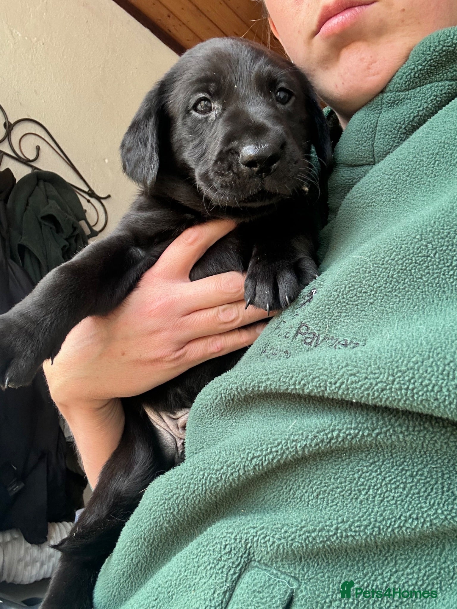 Labrador Retriever dogs KC Black Lab Male Pups  - Advert 5