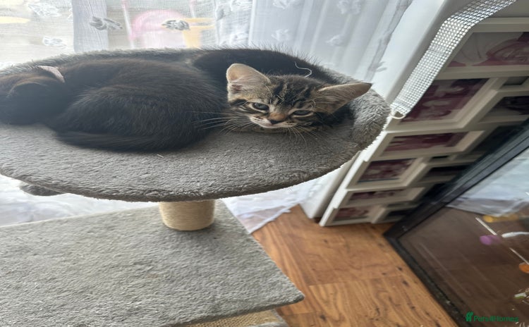 Domestic Shorthair cats - Advert 4