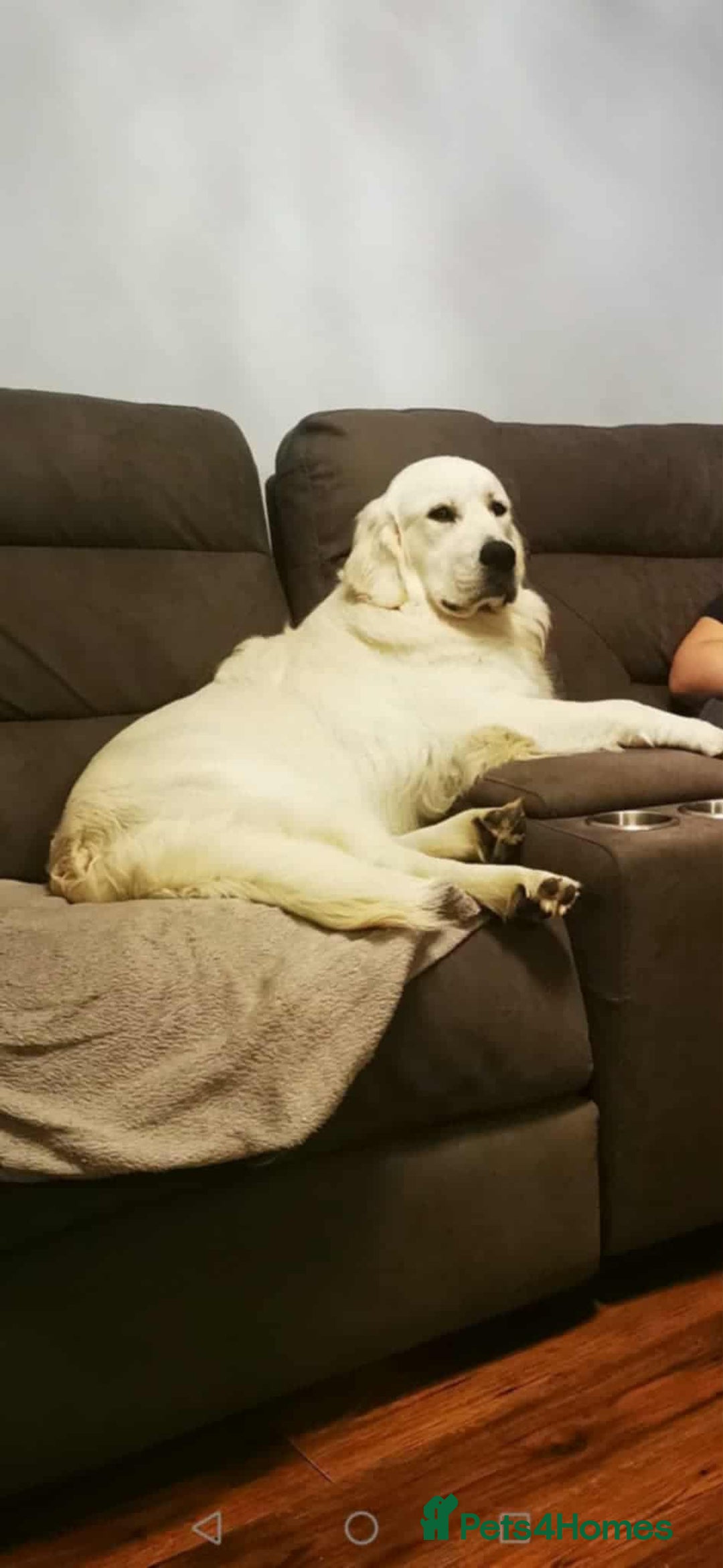 Golden Retriever dogs for sale: 🌟Beautiful Golden Retriver puppies 🐾 - Advert 11