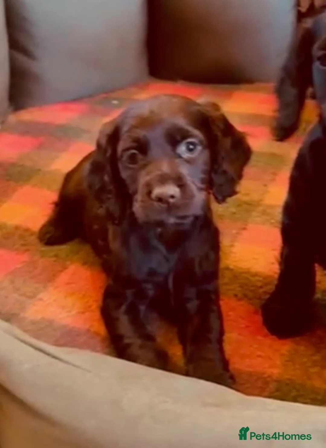 Cocker Spaniel dogs for sale: Outstanding Working Cocker Spaniel Puppy Female - Advert 4