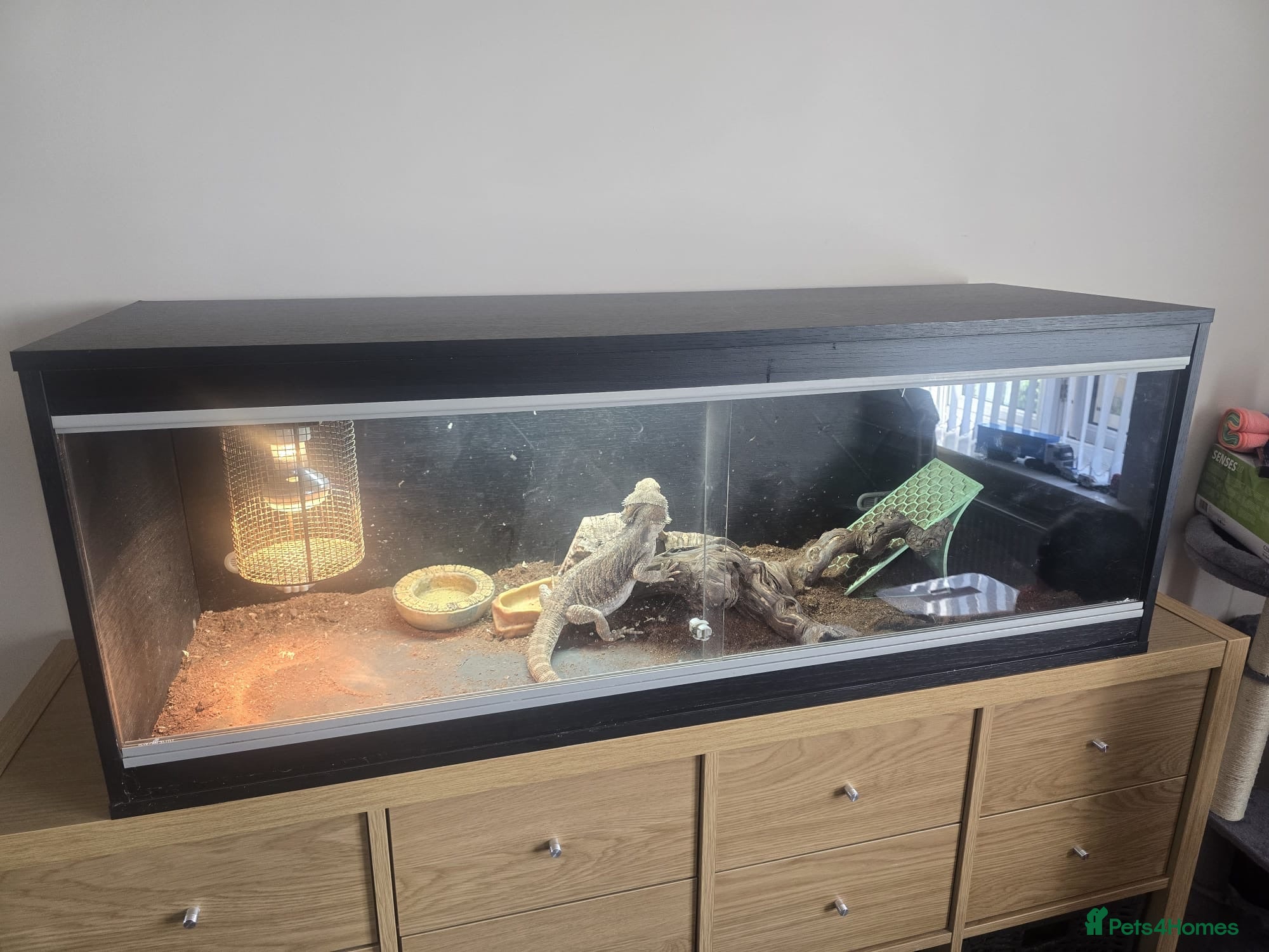 Bearded Dragon reptiles Bearded Dragon + Full Setup - Advert 1