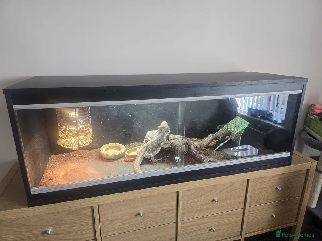 Bearded Dragon reptiles for sale: Bearded Dragon + Full Setup - Advert 1