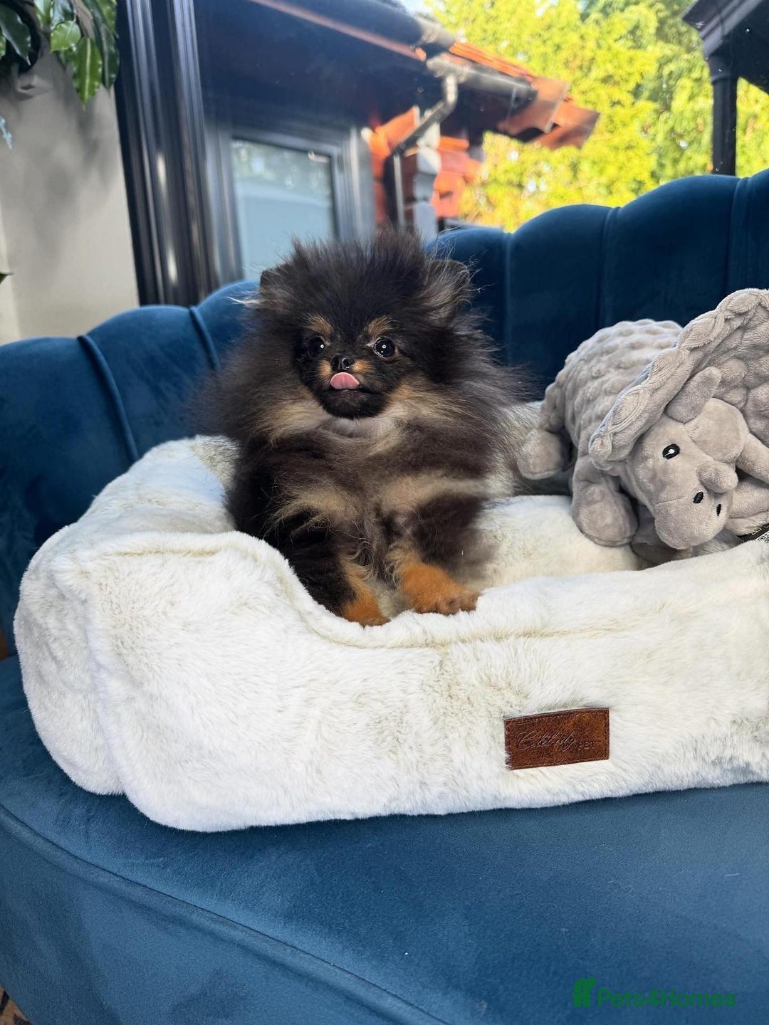 Pomeranian dogs for sale: Pomeranian - Advert 1