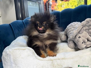 Pomeranian dogs Pomeranian - Advert 1