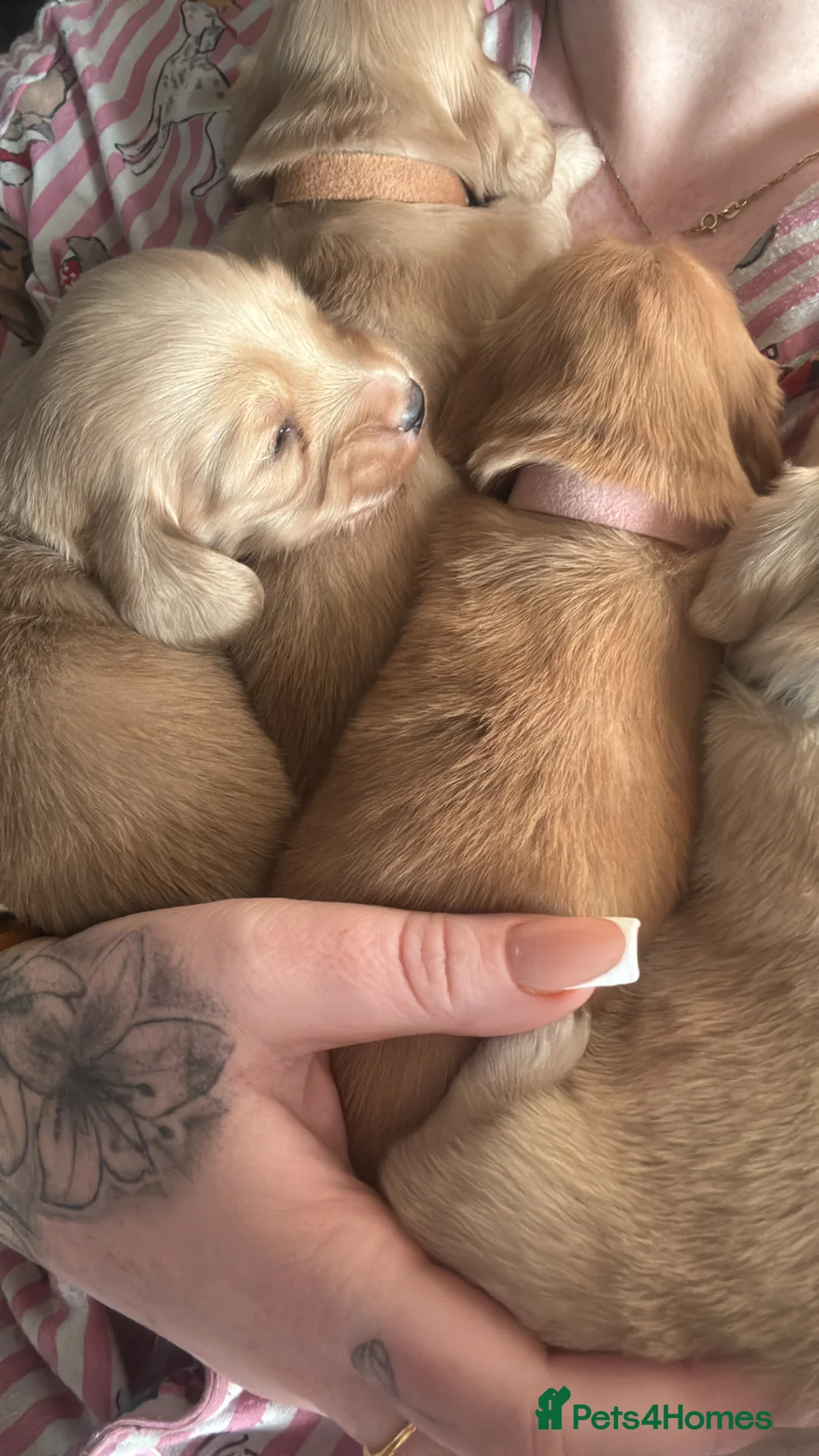 Miniature Dachshund dogs for sale: Beautiful cream long haired miniatures - Advert 13