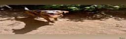 Mixed Breed dogs for sale: 2 mix breed 9 months old.  - Advert 6