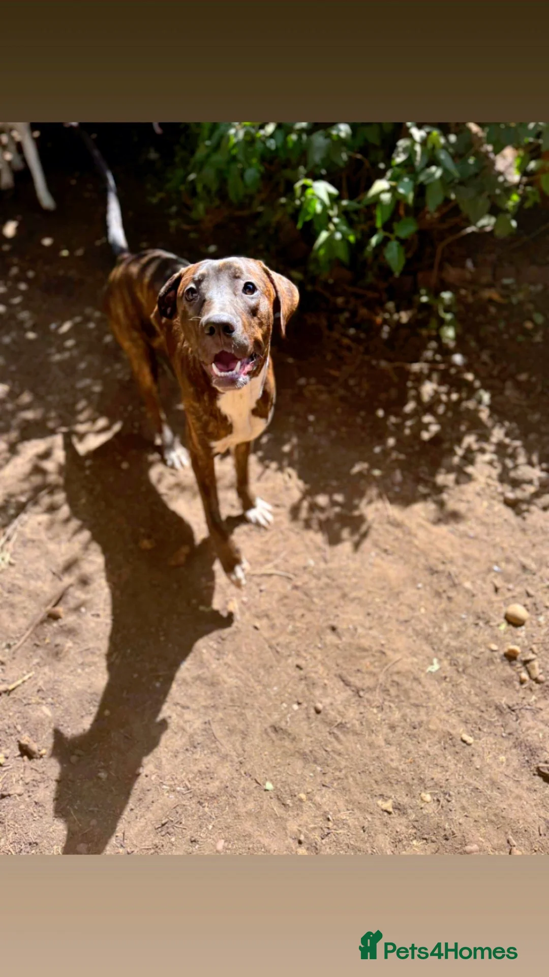 Mixed Breed dogs for sale: 2 mix breed 9 months old.  - Advert 6