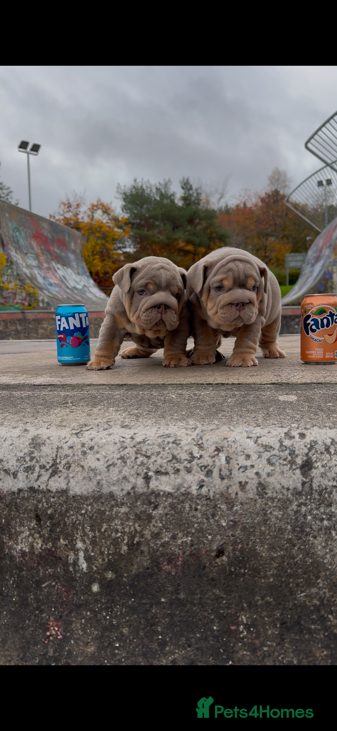 English Bulldog dogs for sale: Bulldogs ready to go!  - Image 9