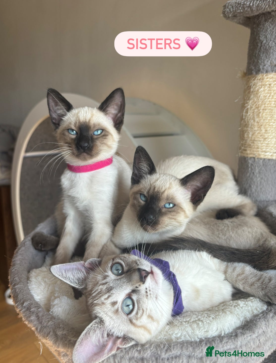 Siamese cats 4 Adorable Kittens Looking for Their Forever Homes - Advert 4
