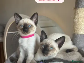 Siamese cats 4 Social Siamese Kittens - Ready to go home - Advert 2