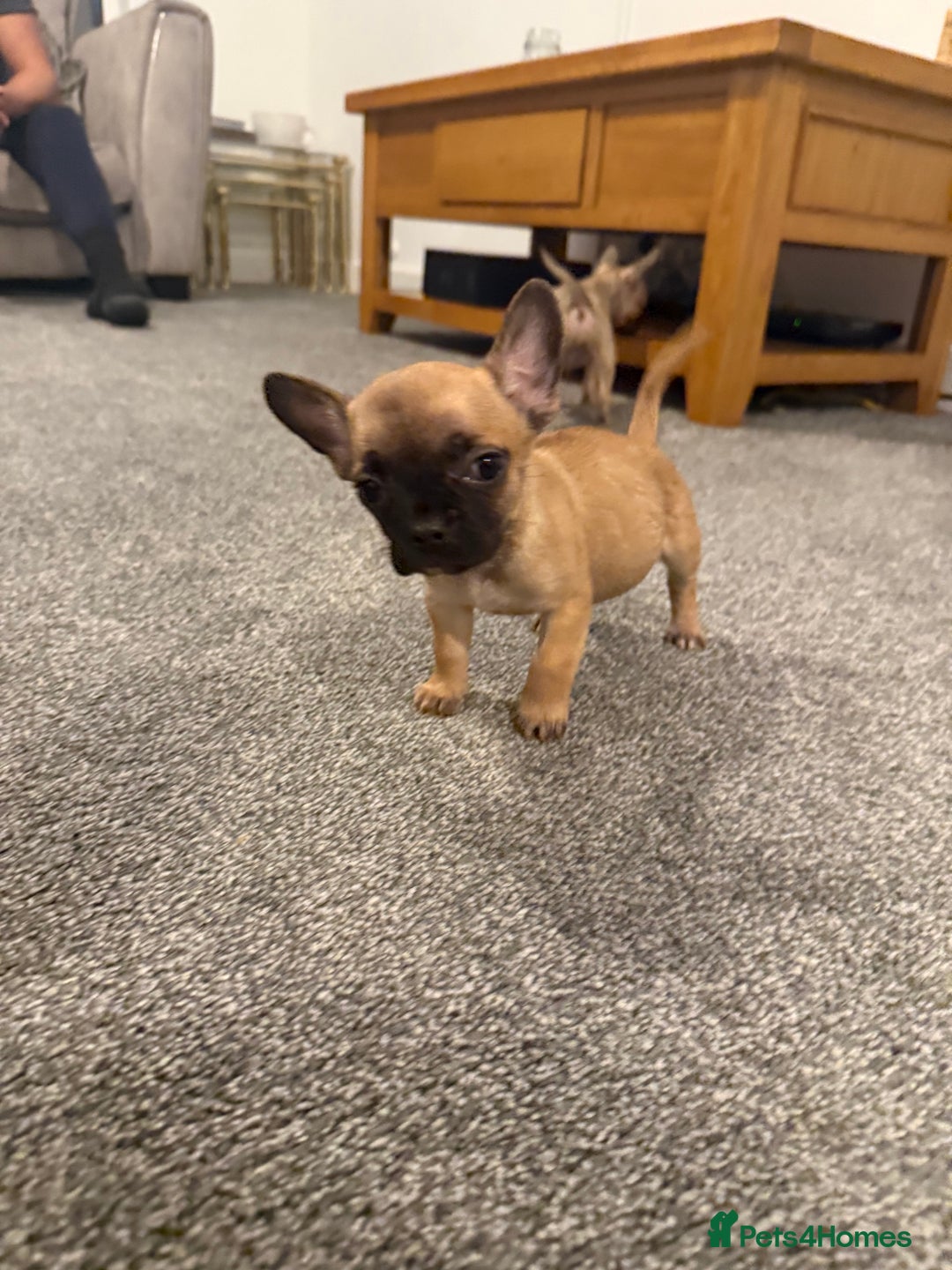 Mixed Breed dogs for sale: Frenchie x chihuahua pups - Image 11