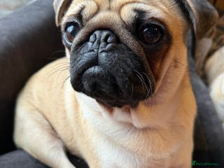 Pug dogs 6 month old Pug puppy - Advert 3