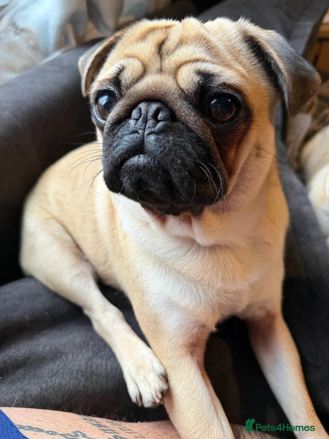 Pug dogs for sale: 8 month old Pug puppy - Advert 1