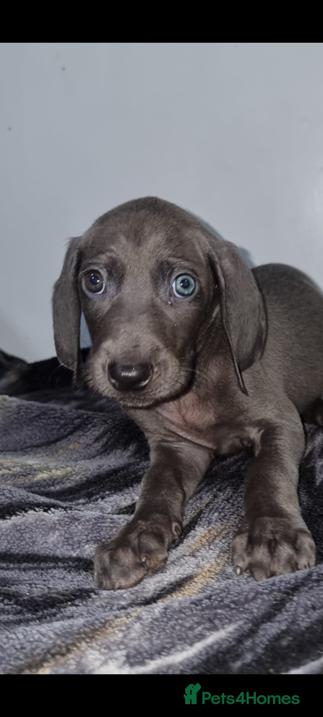 Weimaraner dogs Blue and Silver Weimaraner  - Advert 1