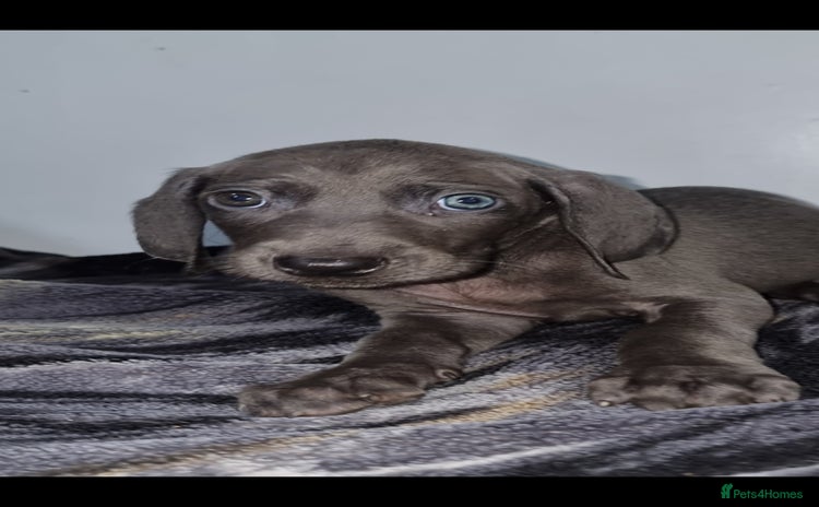 Weimaraner dogs - Advert 3