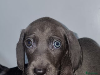 Weimaraner dogs - Advert 26