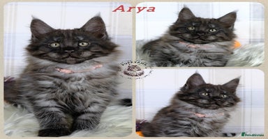 Maine Coon cats - Advert 6