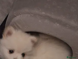 Pomeranian dogs 💖REDUCED💥 PURE WHITE POMMERAINIAN💝 READY NOW - Advert 14