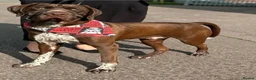 German Shorthaired Pointer dogs for sale: ❤️🐾 GORGEOUS GERMAN SHORTHAIRED POINTER PUPPIES - Advert 3