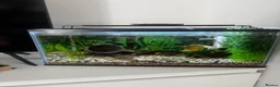 Other/Mixed Breed fish for sale: Fish tank with fishes  in Chertsey - Advert 2