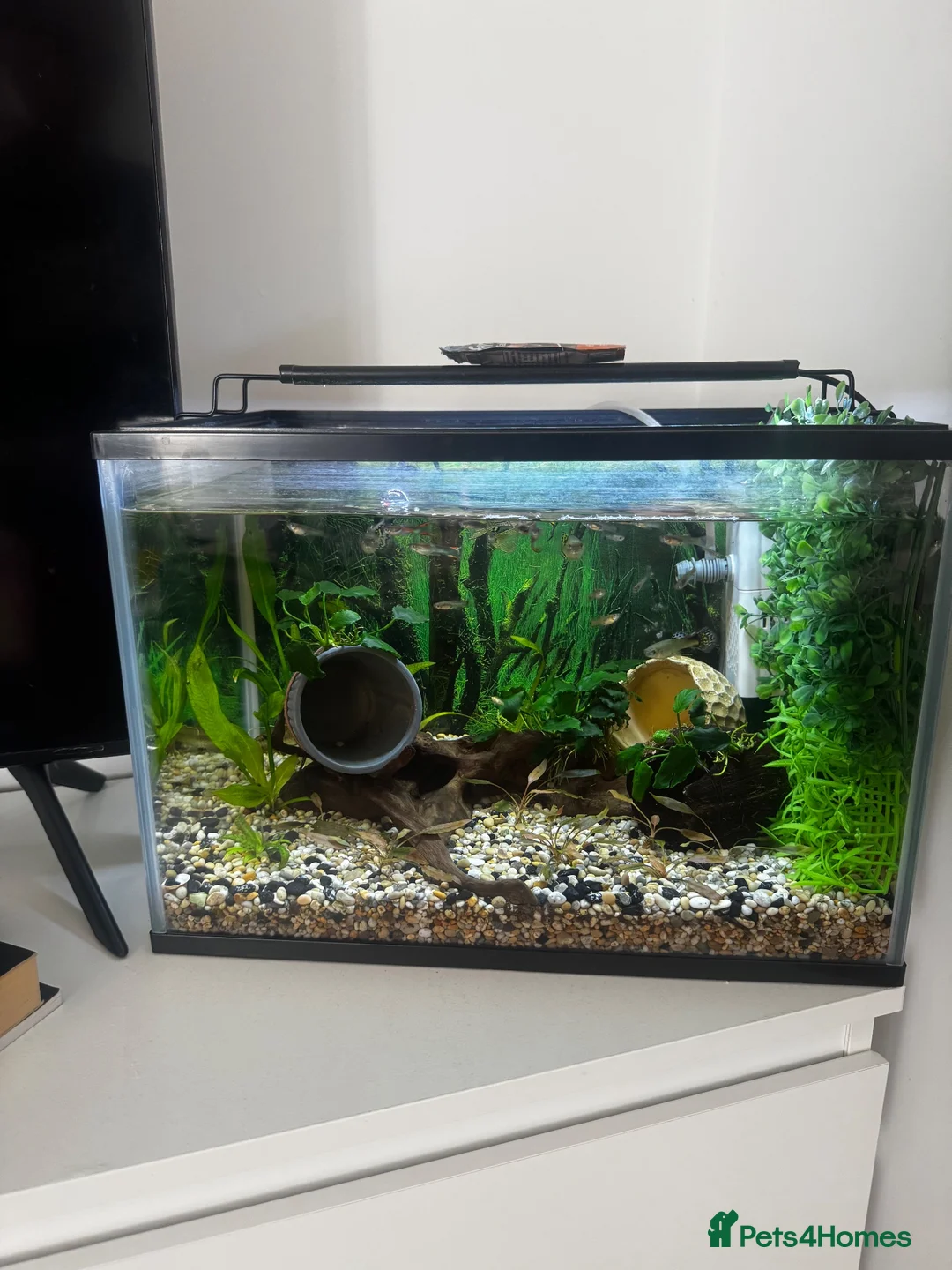 Other/Mixed Breed fish for sale: Fish tank with fishes  in Chertsey - Advert 2