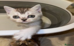 British Shorthair cats for sale: British short hair kittens - Image 11