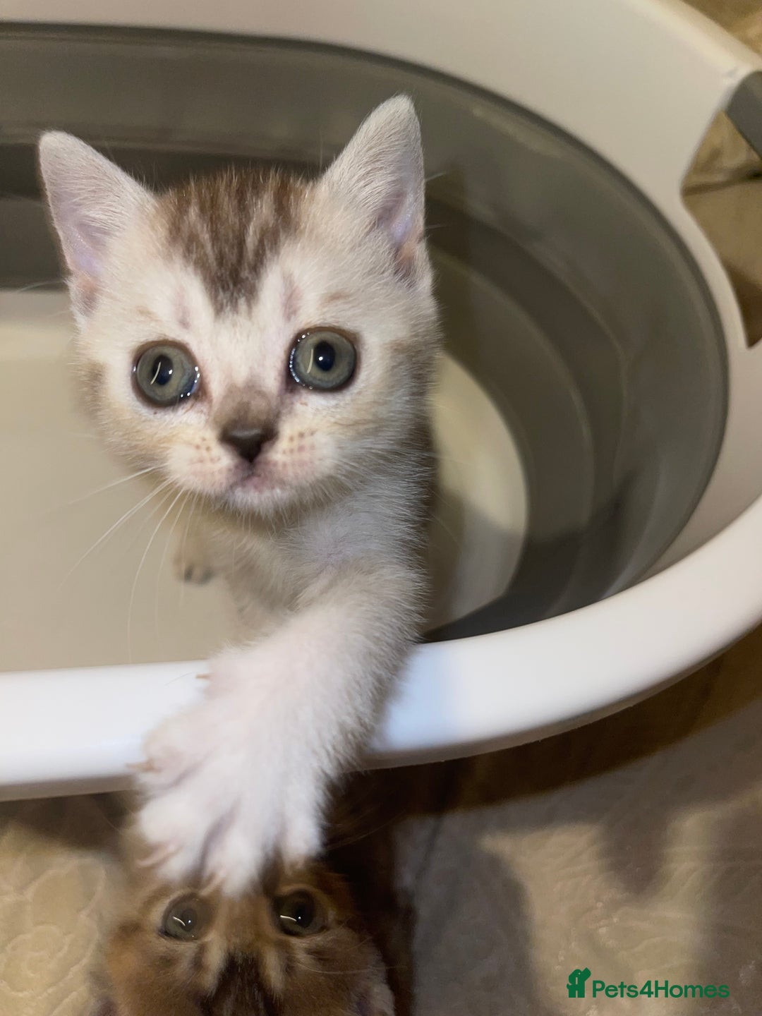British Shorthair cats for sale: British short hair kittens - Image 11