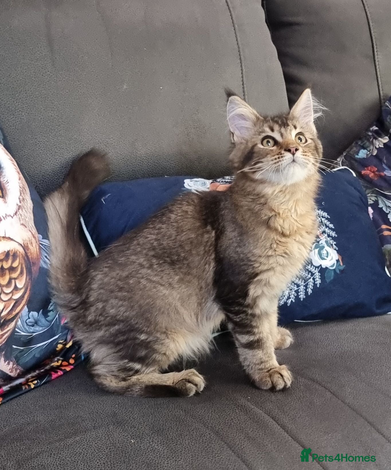 Maine Coon cats Registered Pedigree Maine Coon Kittens for sale  - Advert 2
