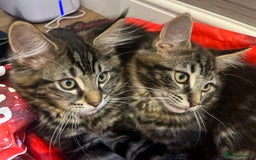 Maine Coon cats for sale: Maine Coon Boys for sale - Image 6