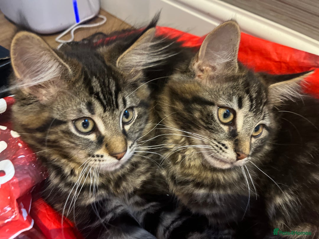 Maine Coon cats for sale: Maine Coon Boys for sale - Image 6