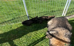 German Shepherd dogs for sale: German Shepherd Pups  - Image 24