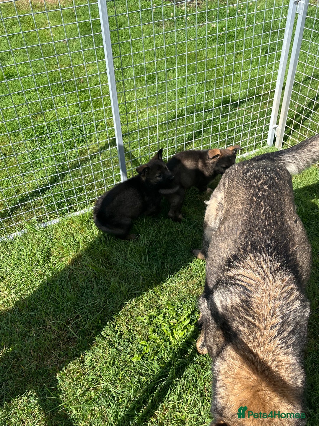 German Shepherd dogs for sale: German Shepherd Pups  - Image 24