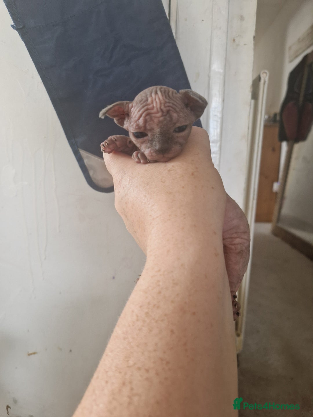 Sphynx cats for sale: 5 beautiful babies looking for forever families  - Image 8