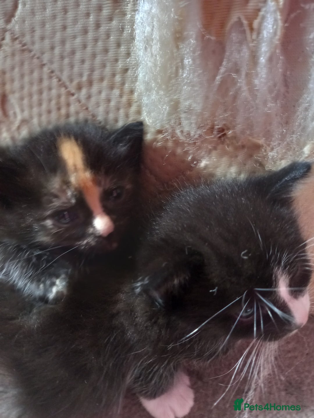 Bengal cats for sale: 7 week old kittens  - Image 8