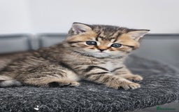 British Shorthair cats for sale: Rare GCCF Registered British Shorthair Kittens  - Image 8