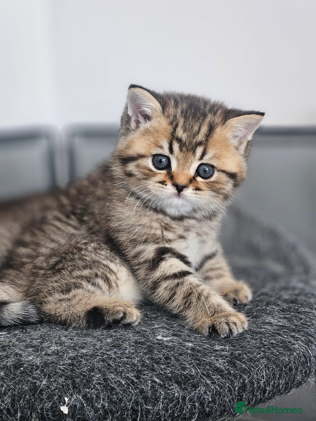 British Shorthair cats for sale: Rare GCCF Registered British Shorthair Kittens  - Image 8