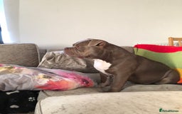 American Bully dogs for stud: Pocket bully for stud  - Image 4