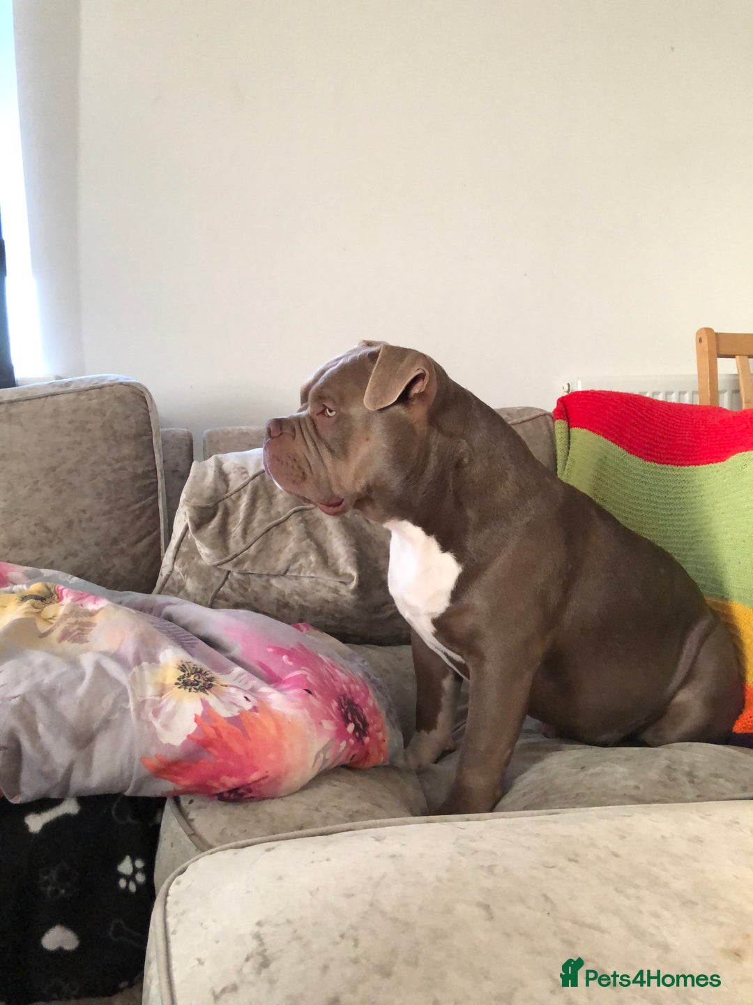 American Bully dogs for stud: Pocket bully for stud  - Image 4