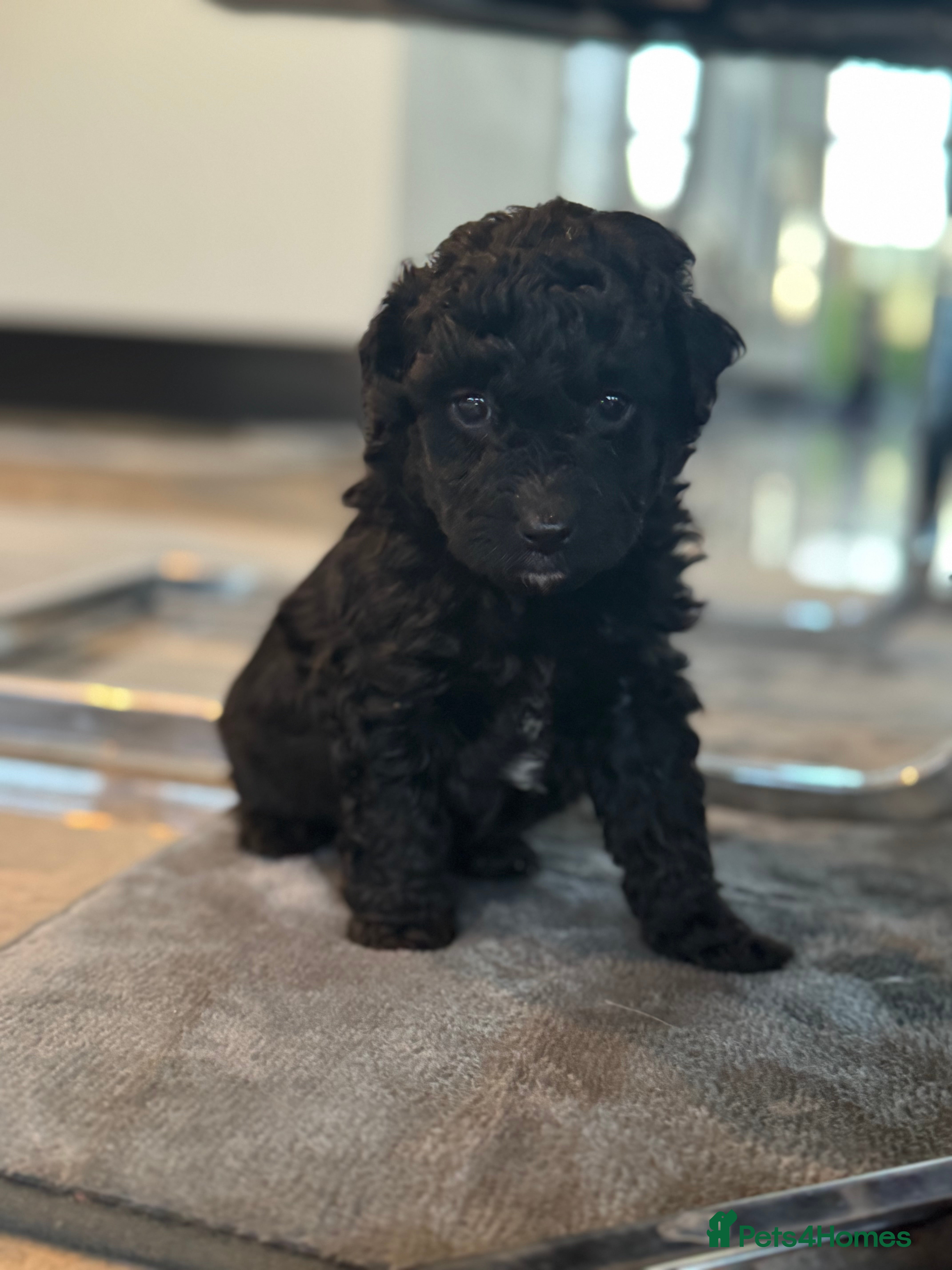Aussiedoodle dogs 2 LEFT!! Miniature Aussiedoodle Puppies  - Advert 1