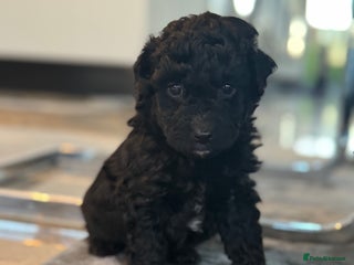 Aussiedoodle dogs 2 LEFT!! Miniature Aussiedoodle Puppies - Advert 13