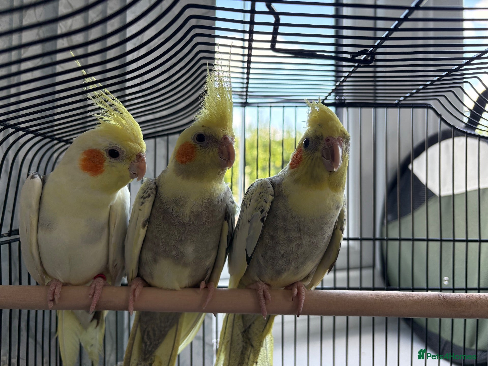 Cockatiels birds for sale: Cockatiels for sale including large cage - Advert 10
