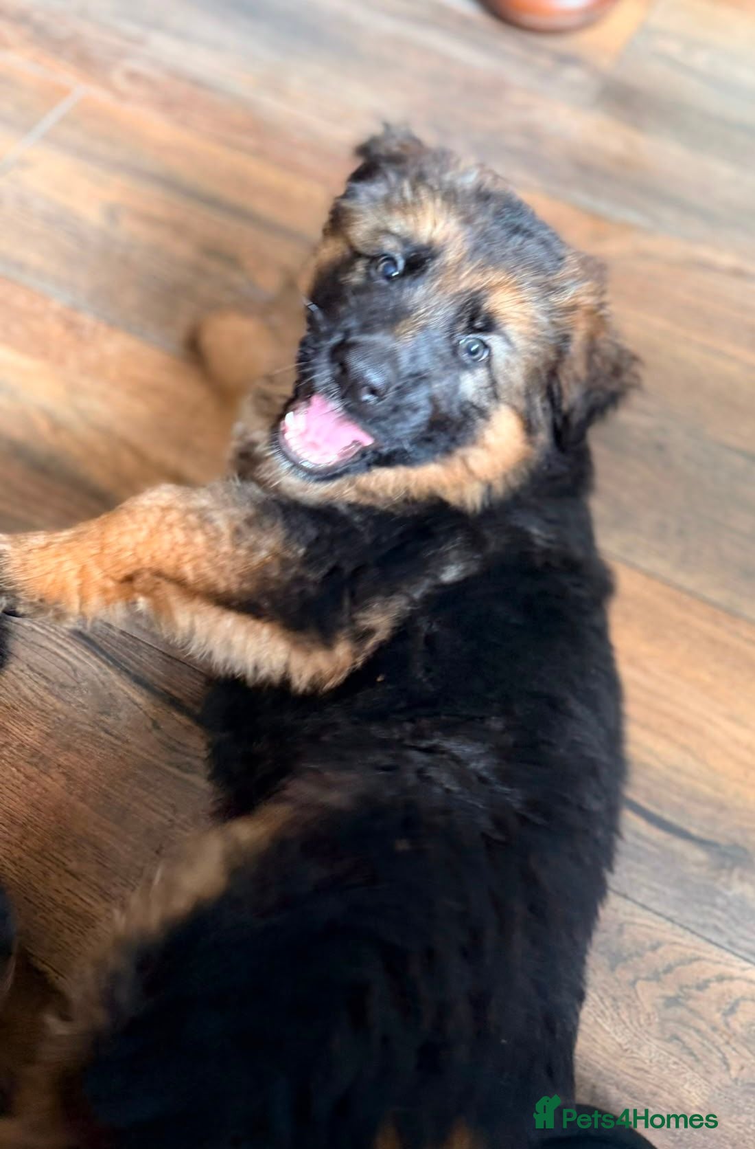 German Shepherd dogs Beautiful German shepherd puppies - Advert 4