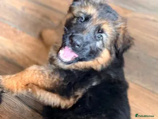 German Shepherd dogs Beautiful German shepherd puppies - Advert 4