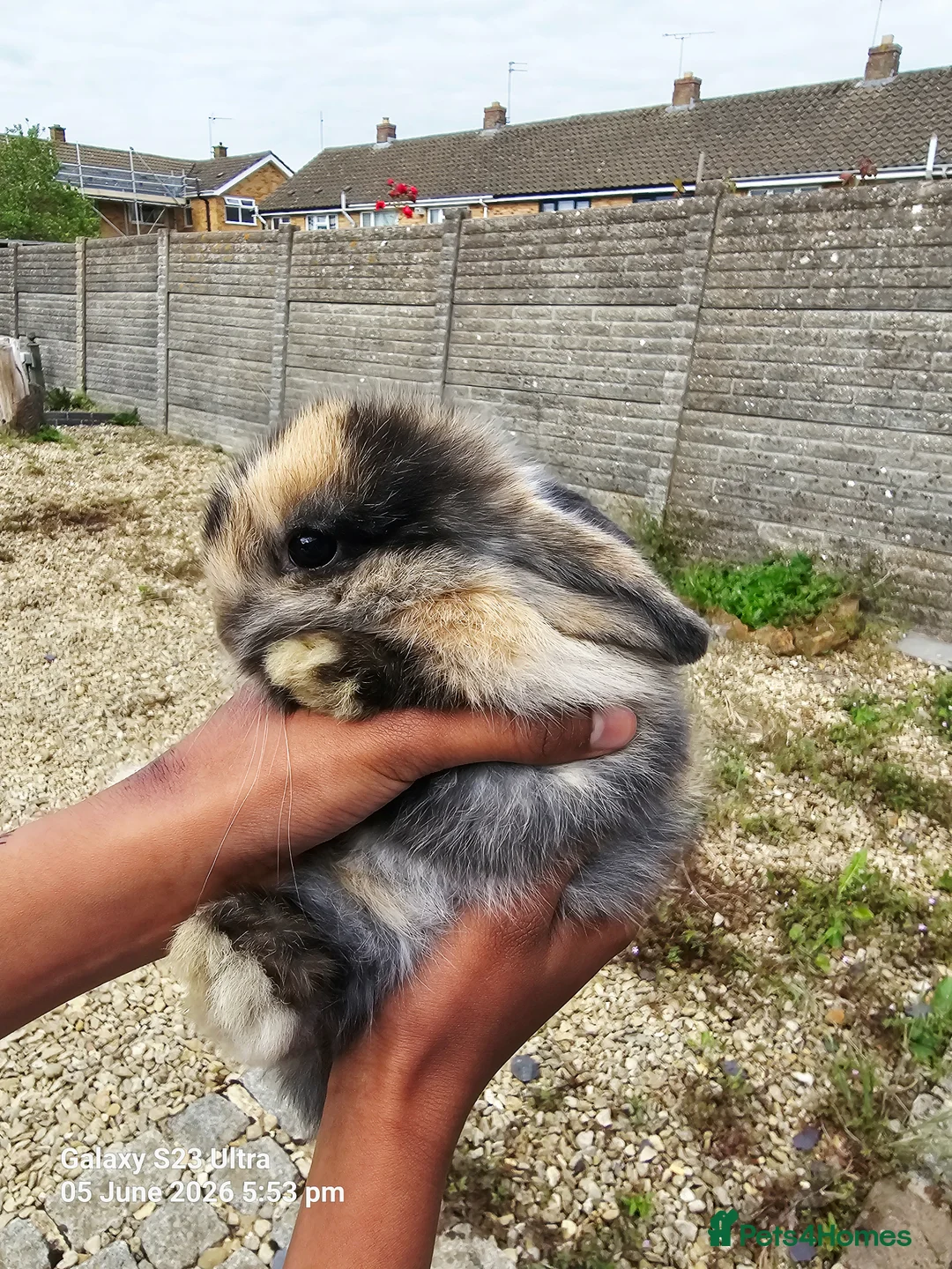 Mini Lop rabbits for sale: Mini Lop Rabbits for sale - Advert 2
