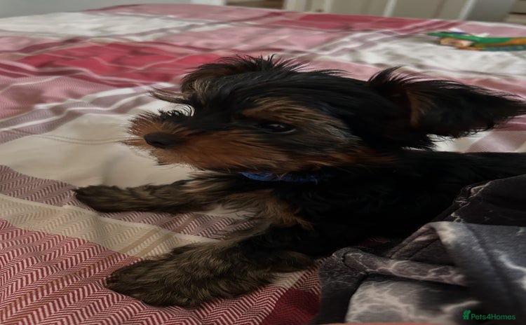 Yorkshire Terrier dogs - Advert 11